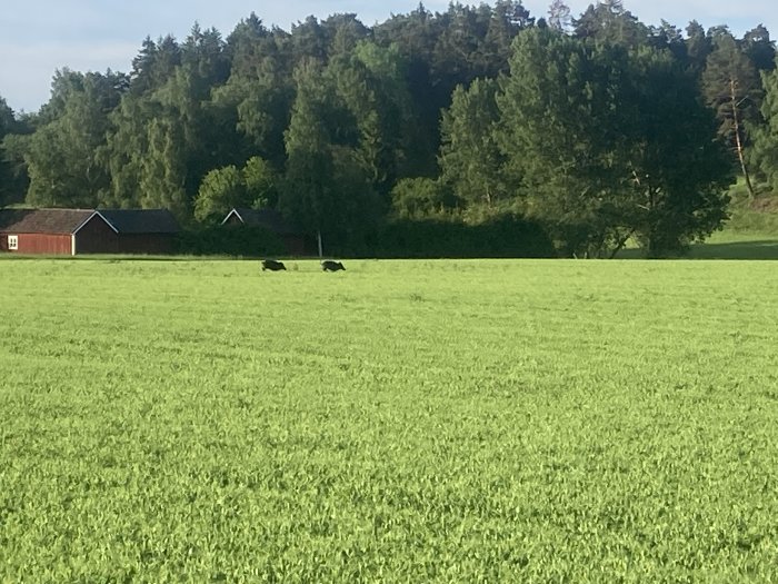 Två svarta kor på en lummig grön äng med röda lador och träd i bakgrunden.