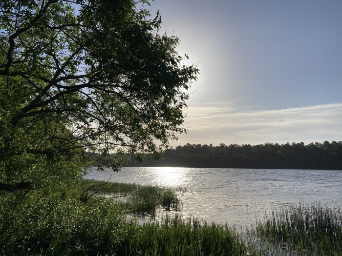 Soluppgång över en lugn sjö sedd genom lövträd och vass.