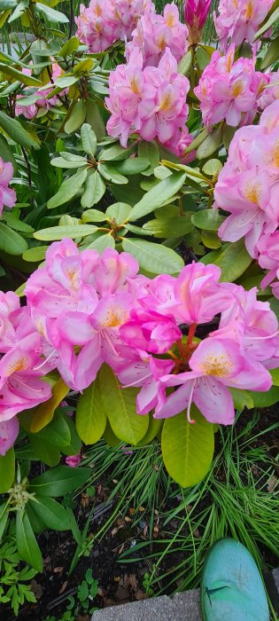 Rosa rhododendronblommor i full blom med gröna blad och en skymt av en grön gummistövel.