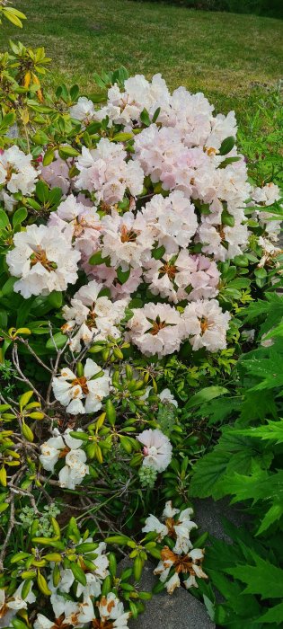 Ljusrosa rhododendronblommor i full blomning med gröna löv och knoppar i förgrunden.