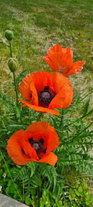 Tre blommande röda vallmoblommor med svarta mitten, mot en bakgrund av grönt gräs.