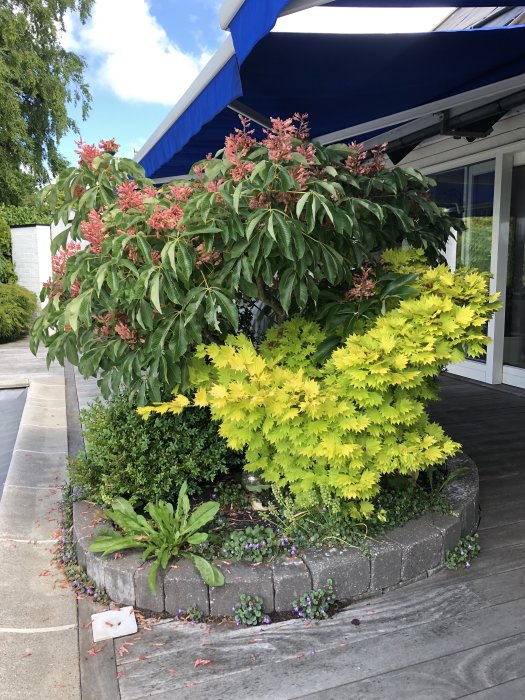 En överväxt hästkastanj blockerar utsikten med tät grönska och rödaktiga blommor vid en byggnad.