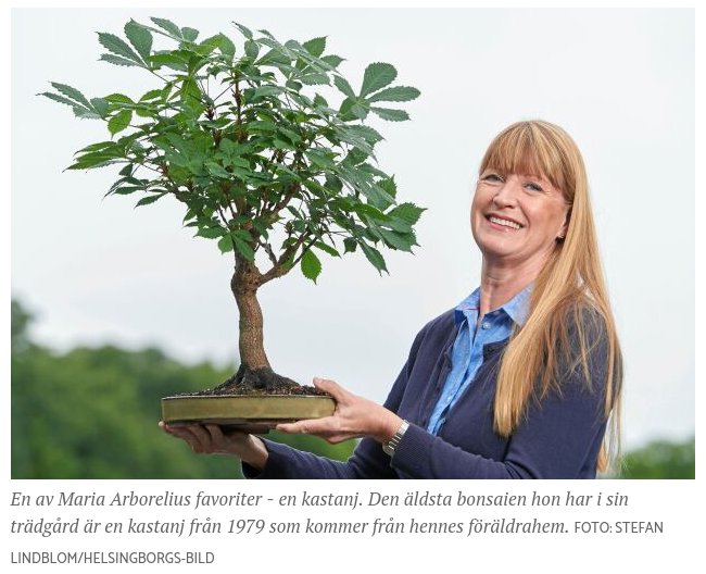 Kvinna som håller en kastanj bonsai-träd, bonsaien är från 1979 och ärvd från hennes föräldrahem.