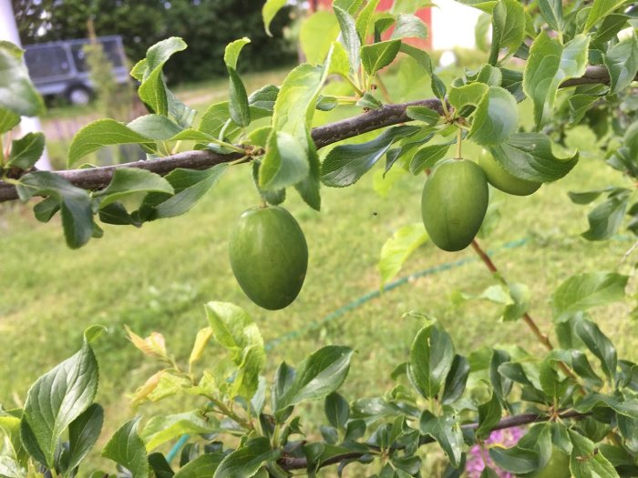 Ungt plommonträd med flera små gröna plommon och frodiga blad mot en trädgårdsbakgrund.