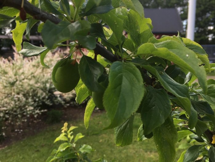 Unga plommon på grenar av ett Komet-plommonträd med levande gröna blad.