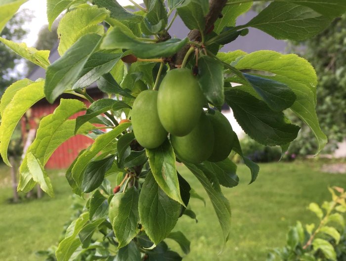 Unga plommon på grenen i en trädgård med röd byggnad och grönt gräs i bakgrunden.