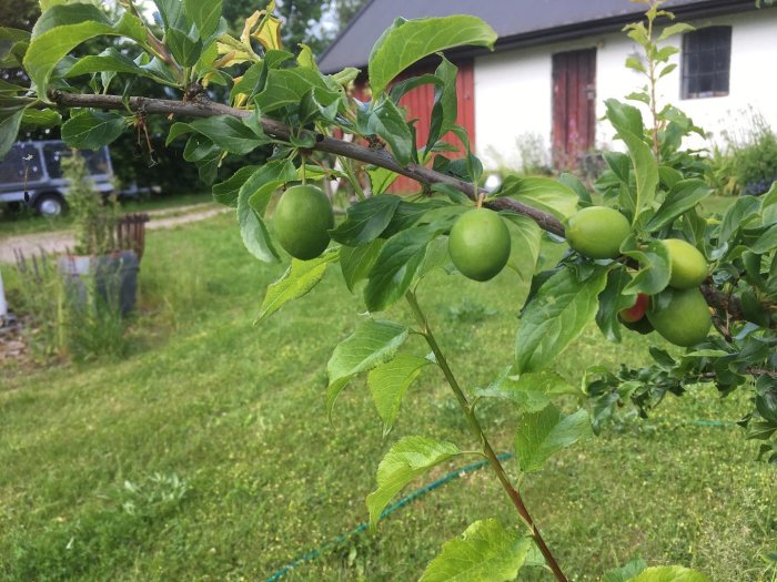 Ungra plommon som växer på grenar i en trädgård med en röd stuga i bakgrunden.
