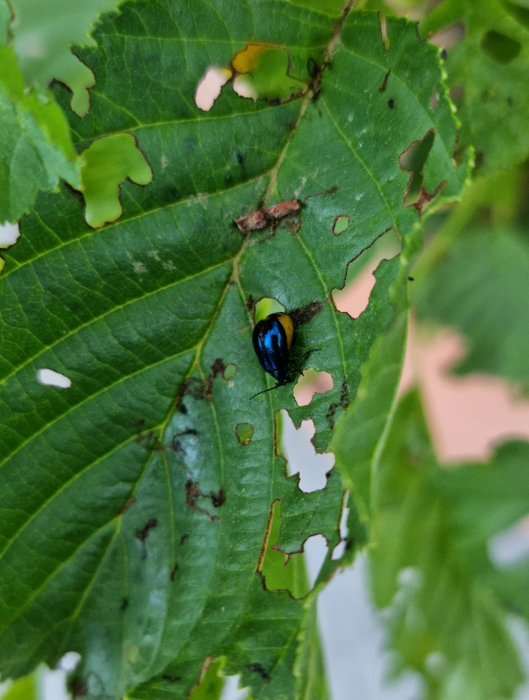 Skadade ligusterblad med hål ätna av skalbaggar, inklusive en blåsvart bagge i förgrunden.