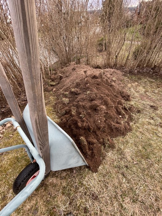 En skottkärra bredvid en nyligen grävd jordhög på en gräsmatta.