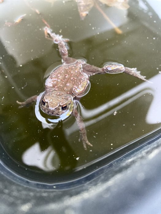 Padda (Bufo bufo) simmar i en murarbalja med en träbit.