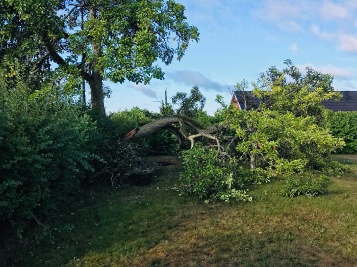 Nedfallna grenar från ett stort päronträd i en trädgård med gula grästuvor och sparsam växtlighet.