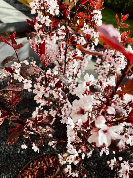 Blommande buske med vita blommor och rödaktiga löv, daggdroppar synliga på bladen.