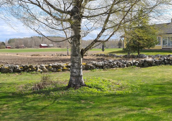 En björk framför en nyinstallerad stenmur med en bit oavslutad vid slutet av muren på en framsida.