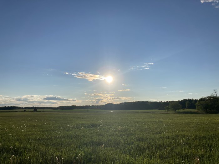 Solnedgång över ett öppet fält med skog i bakgrunden och spridda moln på himlen.