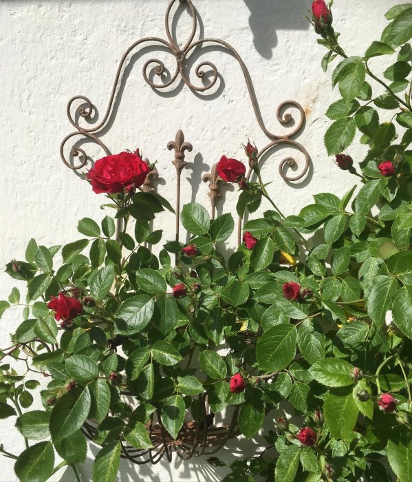 Klätterros 'Flammentanz' med blommande och knoppande röda rosor mot en vit vägg och smidesjärnsdekoration.