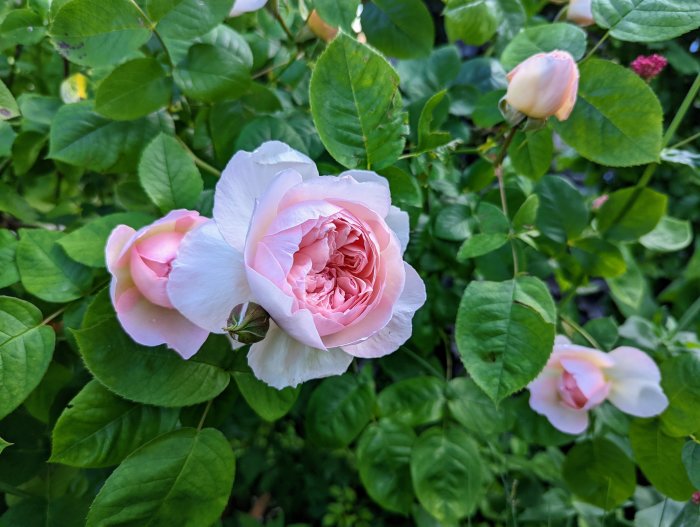 Austinrosen "Queen of Sweden" med öppna och knoppande blommor omgiven av grönt bladverk.