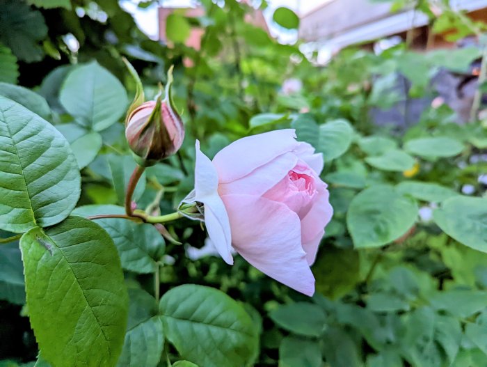 Närbild av en ljusrosa Austinros 'Queen of Sweden' i blom med frodig grönska i bakgrunden.