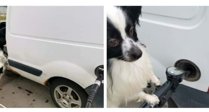 Vit Nissan Kubistar som tankas och en hund som tittar på kameran vid bränslepumpen.