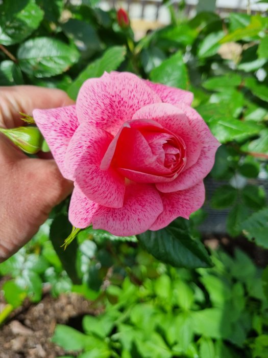 Närbild på den rosa klätterrosen Camelot med distinkta prickar, hållen mot en grönskande bakgrund.