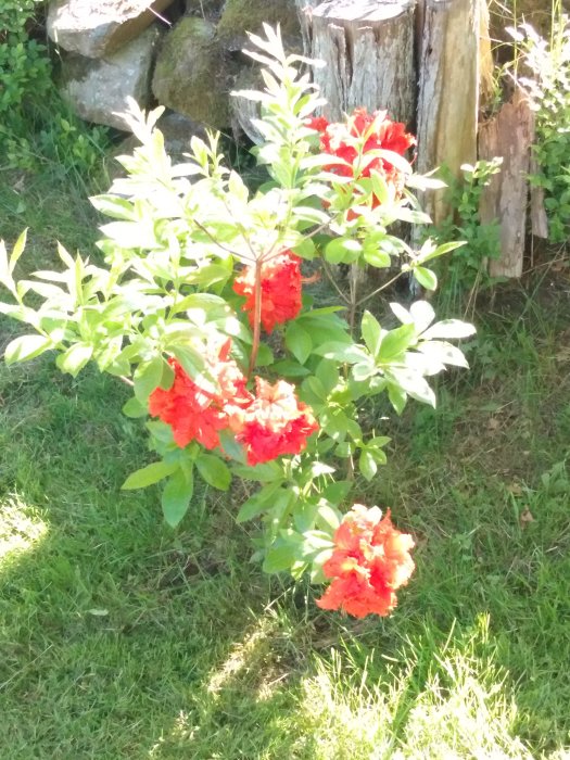 Rododendronbuske med blommande röda blommor bredvid en gammal stubbe i en solig trädgård.