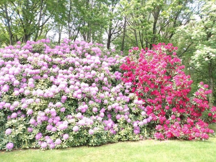 Väldoftande lila och röda rhododendronbuskar i full blom i en trädgård.