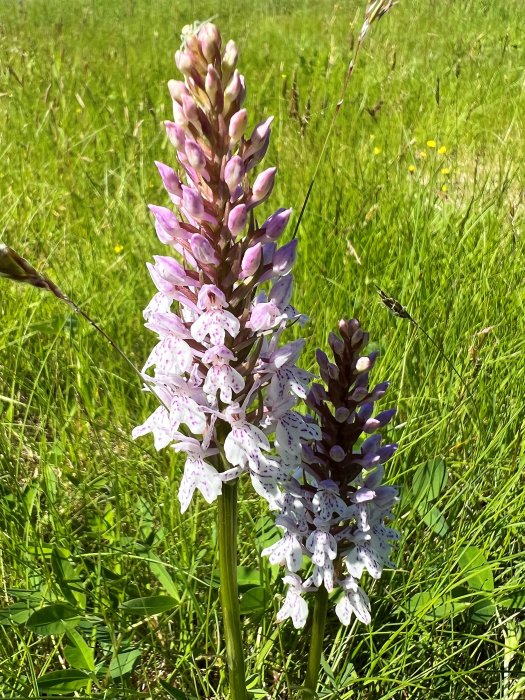 Två blomstänglar av Jungfru Marie nycklar i en äng med grönt gräs.