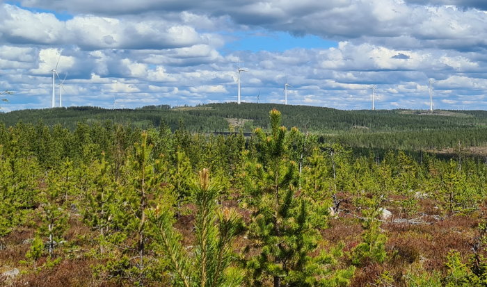 Vindkraftspark med flera stora vindkraftverk i bakgrunden och ung skog i förgrunden under en molnig himmel.