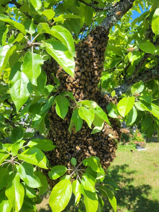 En bisvärm klumpad runt en gren på ett träd i dagsljus.