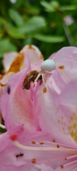 Blomkrabbspindel fångar ett bi i en rosa Rhododendronblomma, med suddig bakgrund.