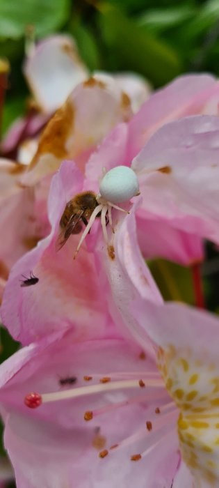 Blomkrabbspindel som fångar bi i en blommande rhododendron.