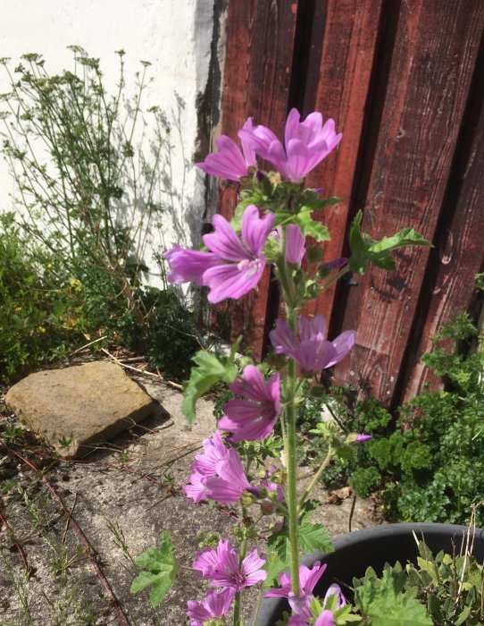 Rödmalva-blomstjälk med lila blommor växande utanför en rabatt vid en röd trävägg.