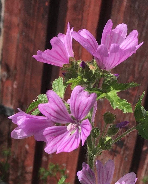 Rödmalva som växer olydigt med lila blommor mot en trävägg i bakgrunden.