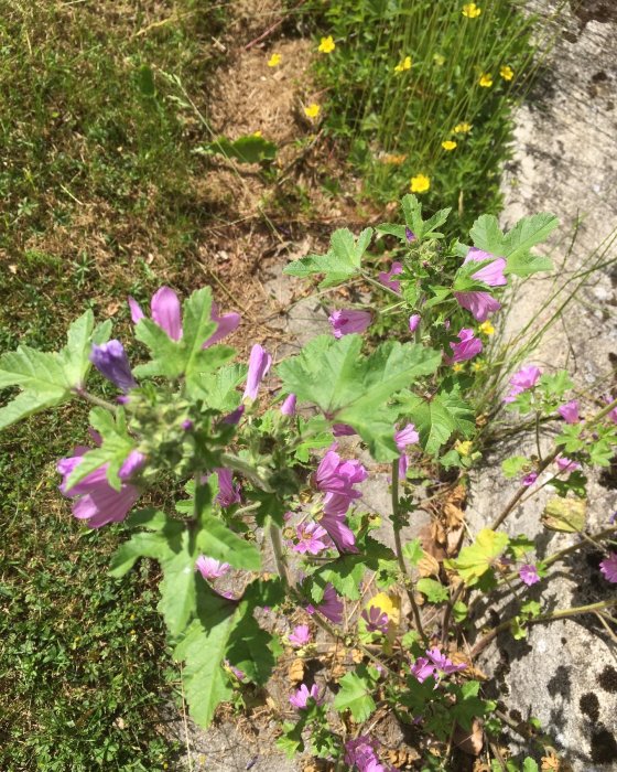 Rödmalva (Alcea rosea) som växer längs en gräsmatta och betongkant, lila blommor synliga.