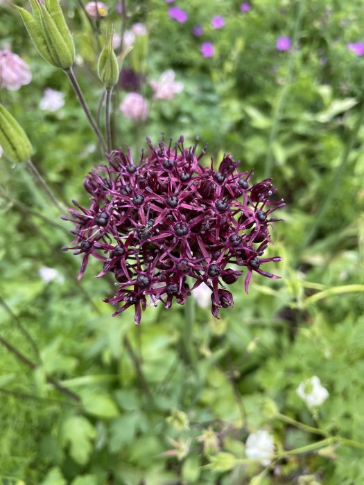 Mörkt lila allium i fokus med suddig bakgrund av en blomstrande trädgård med rosa, lila och vita aklejor.