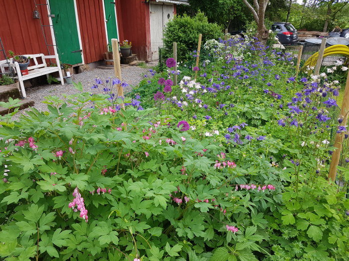 Blommande trädgård med självsådda aklejor i olika nyanser av rosa och lila mot en bakgrund av ett rött hus.