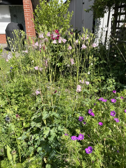 Trädgård med blommande aklejor i soligt och torrt läge, med blandade gröna växter.