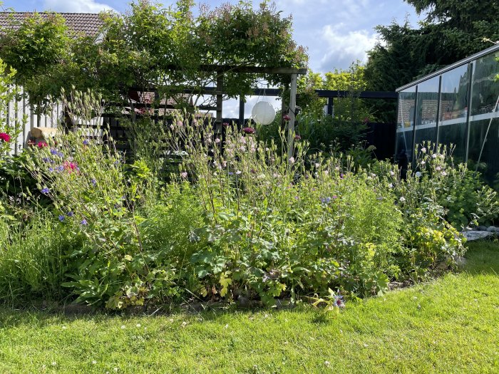 Blommande aklejor i solig trädgård med pergola och växthus i bakgrunden.