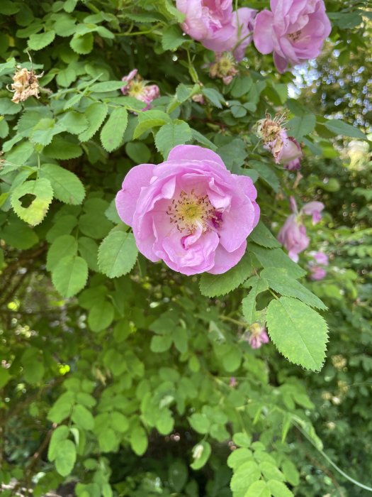 Rosa blomma av sorten Poppius med synliga ståndare, omgiven av grönt lövverk och vissnade blommor.