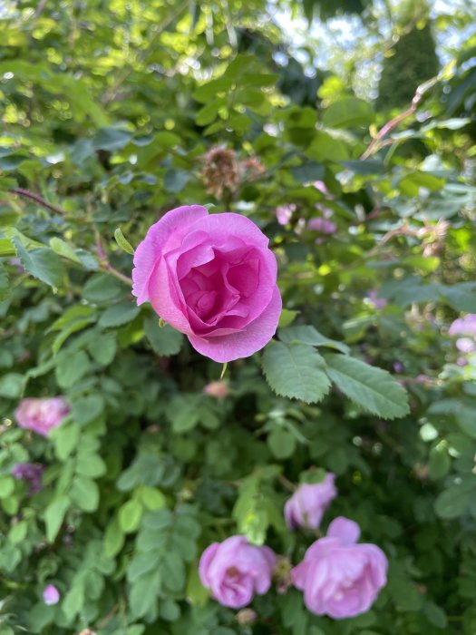 Närbild av en rosa blomma med ytterligare blommor i bakgrunden, växande utomhus.