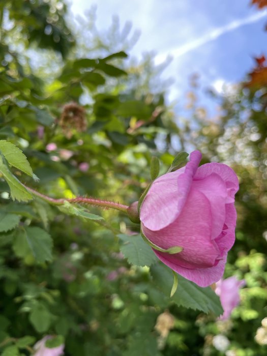 En knopp av rosa Poppius-ros i förgrunden med suddig grönska i bakgrunden.