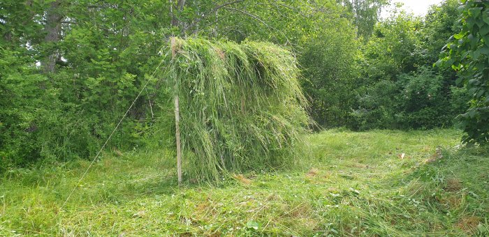 Nyslaget gräs upphängt på tork över en ställning i lantlig miljö.