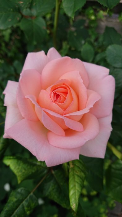 Närbild på en nyutslagen rosa ros mot suddig bakgrund av gröna blad.