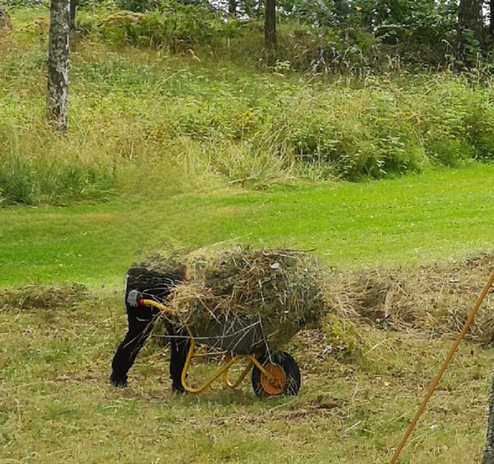 Person som skottar hö med en skottkärra i en trädgård.