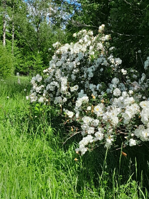 En buske med vita blommor i full blom omgiven av grönt gräs och träd i sommarljus.