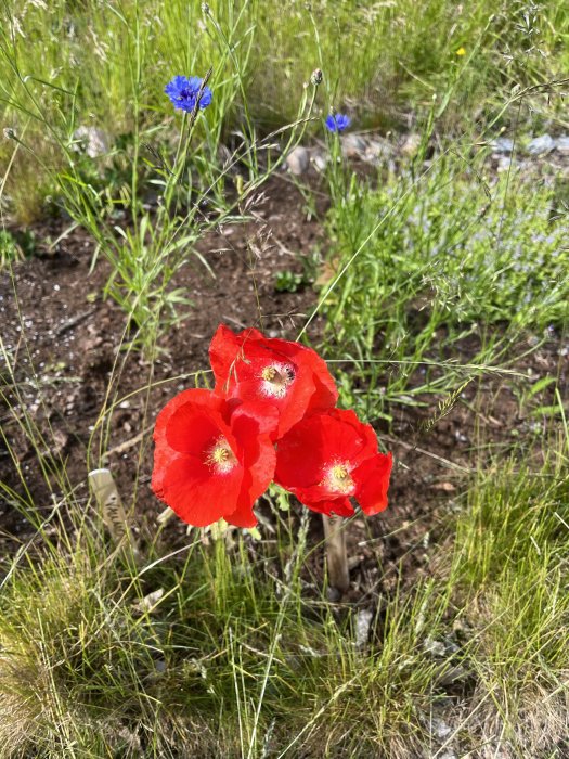 Röda vallmoblommor i fokus med blåklint och grönt gräs i bakgrunden.