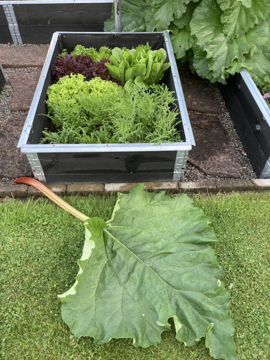 Högkvalitativ pallkrage med varierade salladssorter bredvid ett stort rabarberblad på gräsmattan.