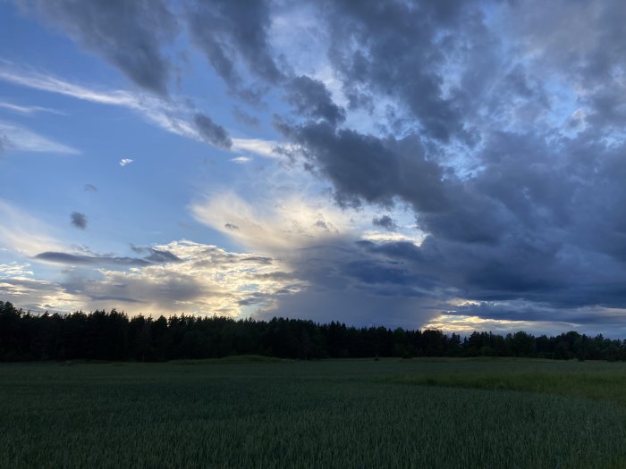 Dramatisk himmel över ett grönt fält med skog i skymningen.