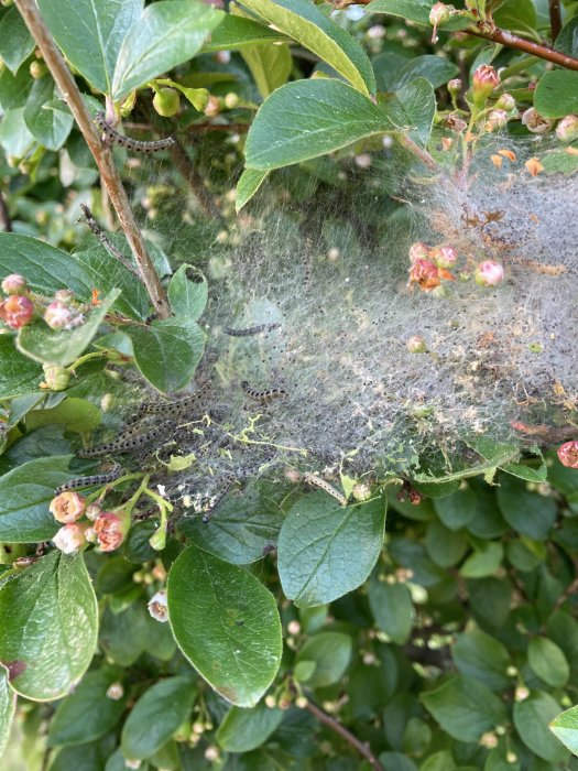 Larver inom spindelvävsliknande nät på blad av häckoxbär, möjlig häggspinnmalangrepp.