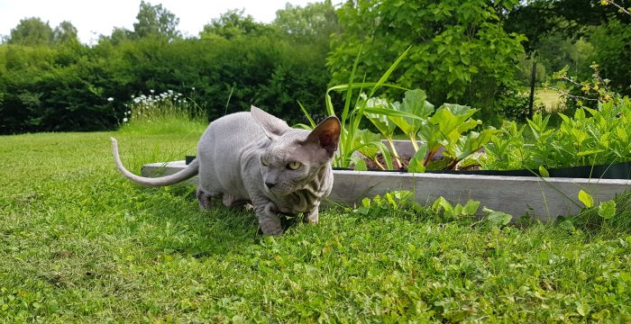 En hårlös Sphynx-katt smyger i gräset intill en upphöjd trädgårdsbädd med grönsaker.