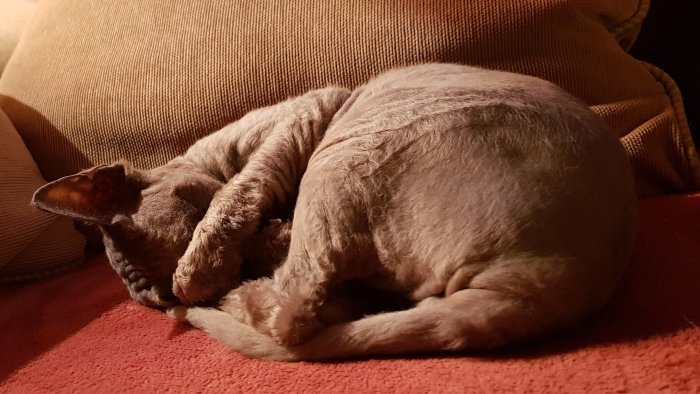 En Sphinx-katt som sover ihoprullad på en röd matta framför en kudde.